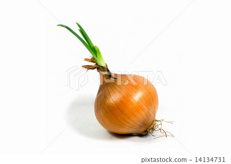 Onion on white background 14134731