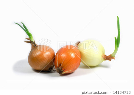 Onion on white background Onion on white background 14134733