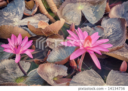lotus pink flower lotus pink flower 14134736