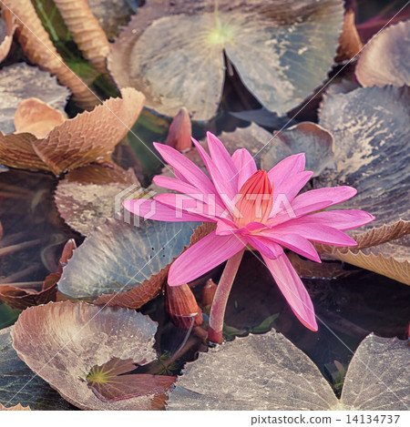 lotus pink flower lotus pink flower 14134737