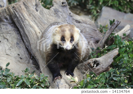 日本黑獾 日本黑獾 14134764