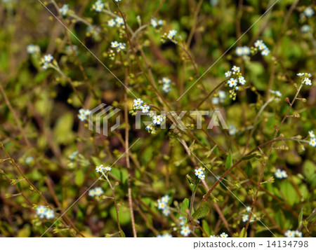 Kyuurigusa Kyuurigusa 14134798