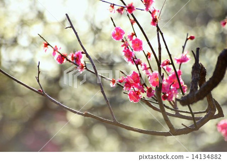 梅花 14134882