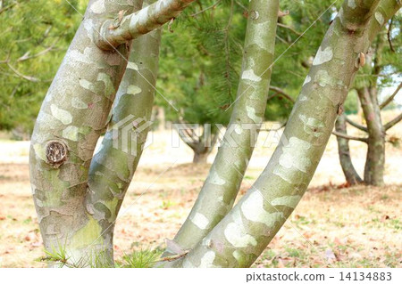 稀有鬆木樹幹 14134883