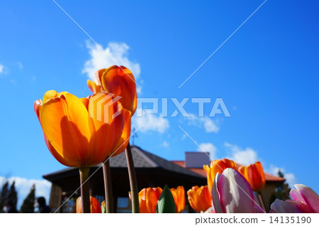 Tulip field 14135190