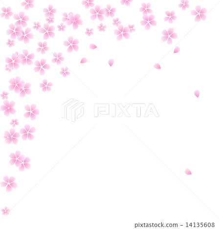Cherry Blossoms	 14135608