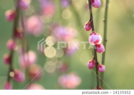 垂落的梅花芽 垂落的梅花芽 14135932