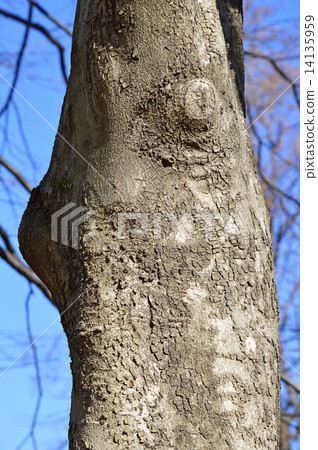 Kobushi（辣） 14135959