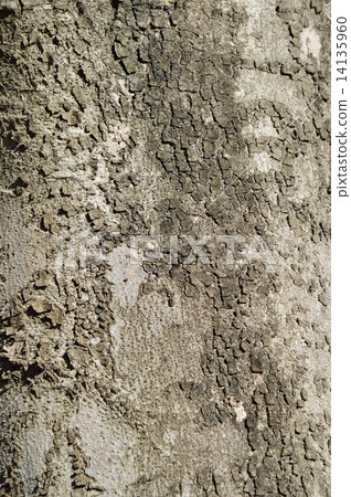 Kobushi（辣） 14135960