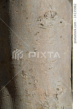 Kobushi(辣) Kobushi(辣) 14135962