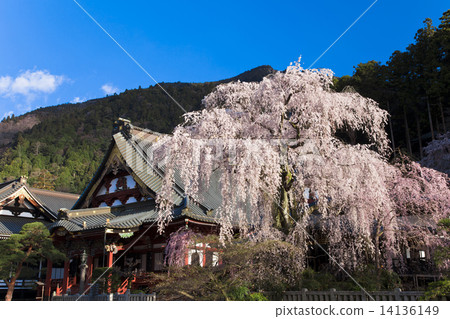 [春天圖片]櫻花山。 14136149