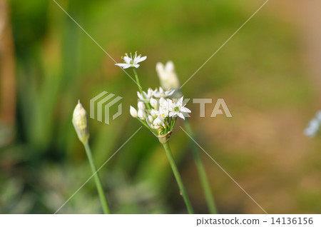 Flowers Flowers 14136156