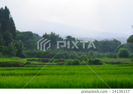 countryside 14136157