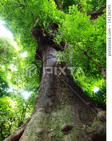 老樹 14136245