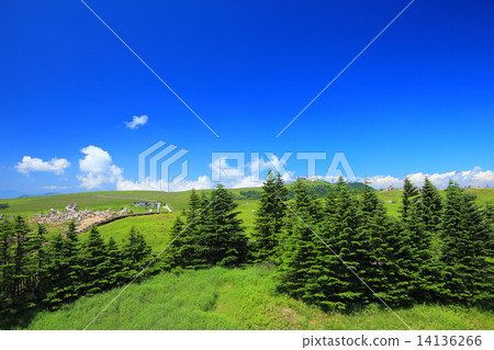 Summer Mikahara Plateau Summer Mikahara Plateau 14136266