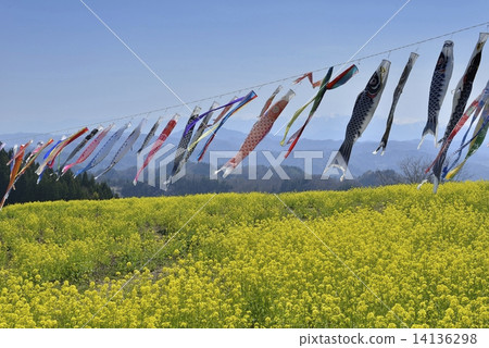 Rape blossoms and carp streamers 14136298