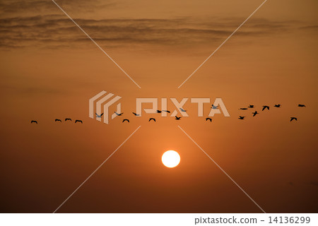 The season of migration The season of migration 14136299