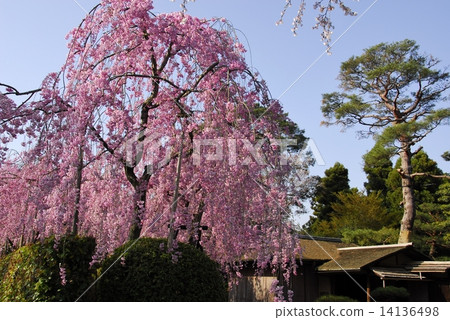 Cherry blossoms of Kyoto Fan Dam neighborhood Kiyotari 14136498