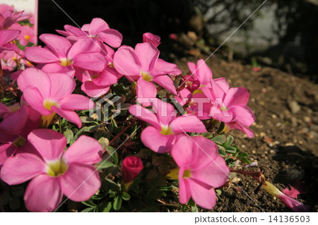 Oxalis flower 14136503