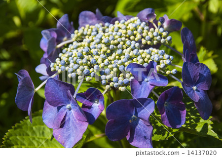 hydrangea   14137020