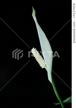 Spatialism Spatialism 14137029