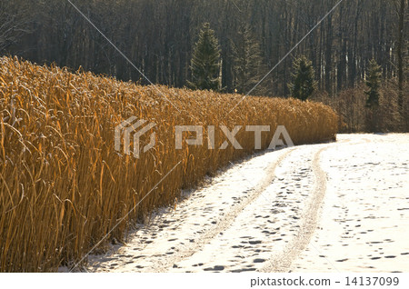 Miscanthus,switch grass in winter Miscanthus,switch grass in winter 14137099