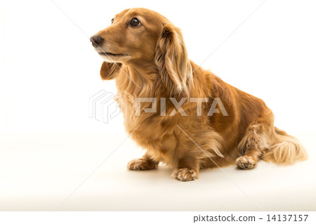 迷你臘腸犬 迷你臘腸犬 14137157