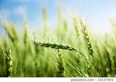 green wheat field and sunny day green wheat field and sunny day 14137959