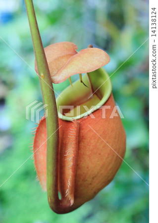 Ugubon Kuzura Ugubon Kuzura 14138124