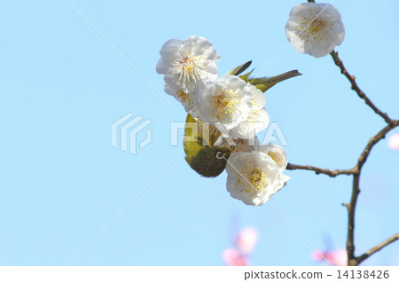 Bungo梅花和mezzo 14138426