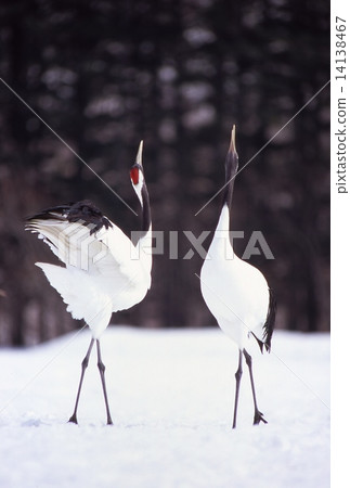 A couple of cranes A couple of cranes 14138467