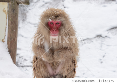 Monkey of the snowy mountains Monkey of the snowy mountains 14138579