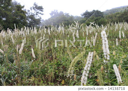 Ibukiyama in the summer Ibukiyama in the summer 14138718