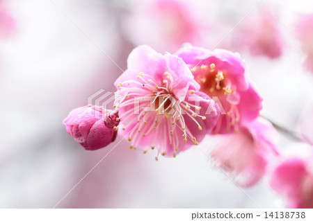 Red Maki 1 Red Maki 1 14138738