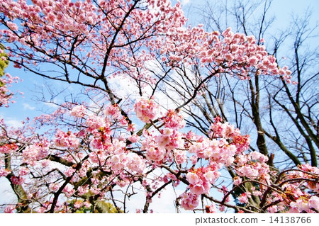 冷櫻桃樹 14138766