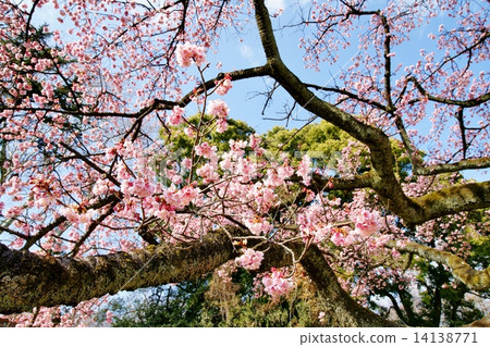 冷櫻桃樹 14138771