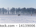 Morning mist and horse 14139006