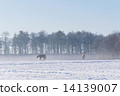 Morning mist and horse 14139007