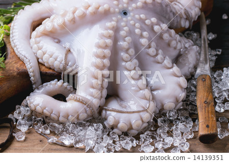 Octopus on ice Octopus on ice 14139351