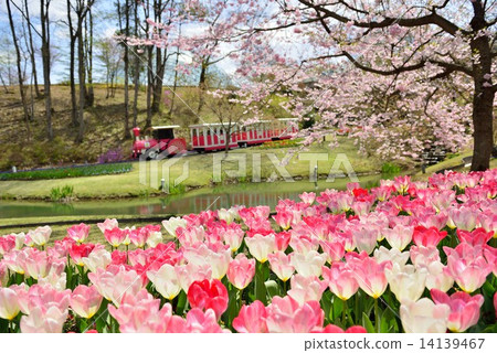 完全開花的走廊 14139467