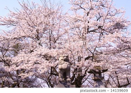 Asuwa Shrine (Fukui City) Guardian dog and cherry tree 14139609