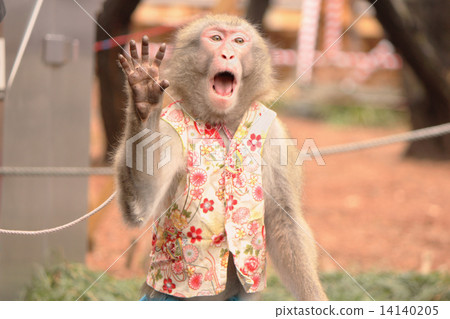 A monkey A monkey 14140205