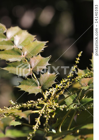 粳稻十大功勞 14140393