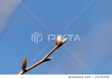 Himeishara的冬芽 14140394