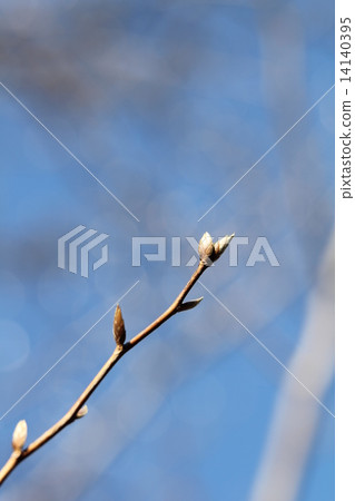Winter bud of Himeishara Winter bud of Himeishara 14140395