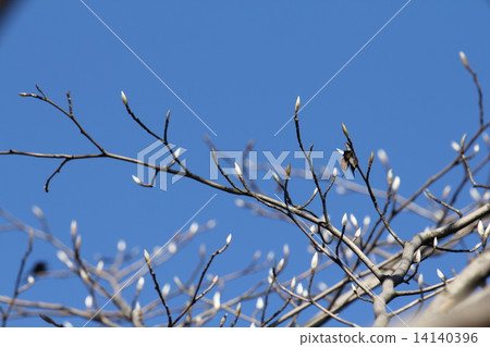 Buds of Nutsubaki 14140396