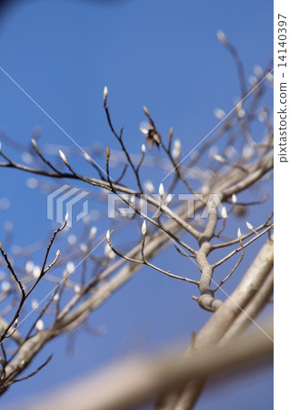 Buds of Nutsubaki Buds of Nutsubaki 14140397