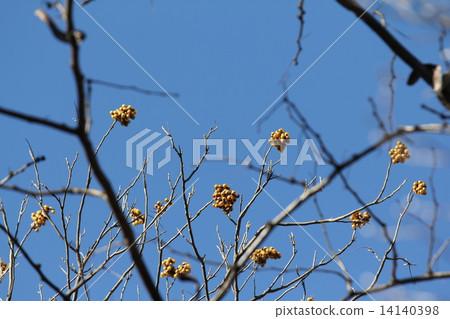 骸車果 骸車果 14140398