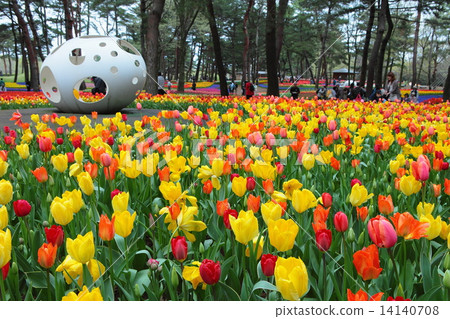 國營的日立海灘公園的鬱金香 14140708