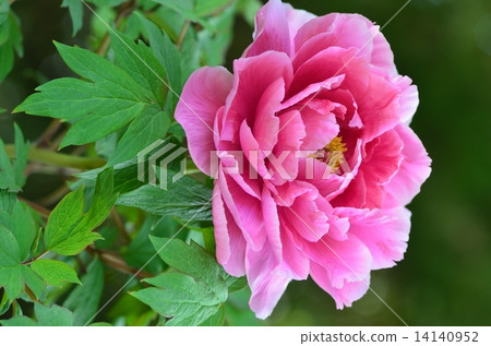 Peony flower 14140952